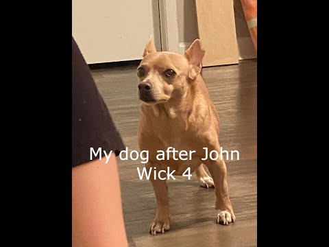 Hops on Pavlov after watching a single John Wick Movie: