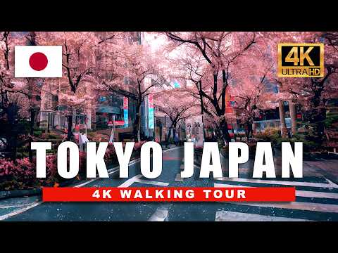 4K Tokyo Spring Walk 🌸 Cherry Blossoms Cover the City in Pink!