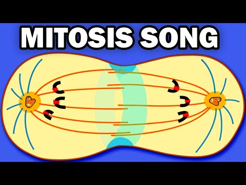 THE MITOSIS SONG!