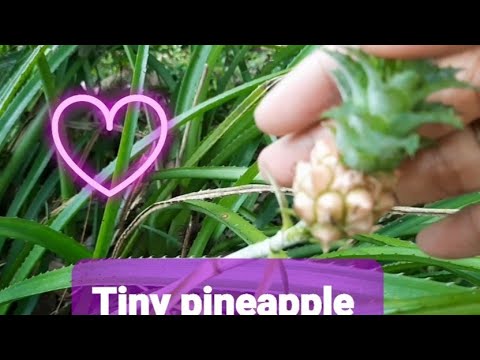 Tiny pineapple or dwarf pineapple #tiny #dwarf #ornamental #rishateabee