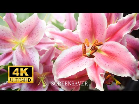 Flower Lily Photography : Wallpaper Slideshow/Screensaver In 4K Ultra HD | No Music | Vibrant Colour