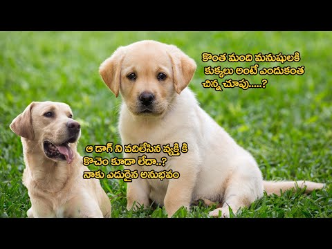 నాకుఎదురైన అనుభ‌వం|ఆ dogని అవ్య‌క్తి ఎందుక‌లా వ‌దిలేసాడు..?Labrador dog refuses to leave family