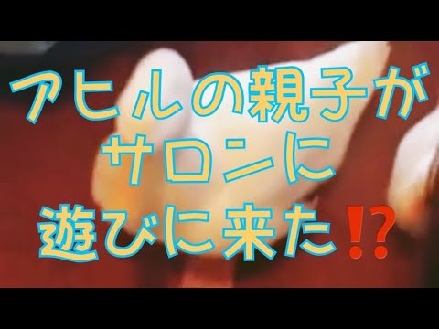 アヒルの親子が、サロンに遊びに来ました〜〜♪道端をお散歩していたアヒルの親子が、サロンに立ち寄ってくれました♪人懐こくて可愛い～！！