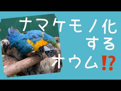 【ナマケモノ化するオウム】ナマケモノと一緒にいたら、ナマケモノになってしまったオウム♪(笑)