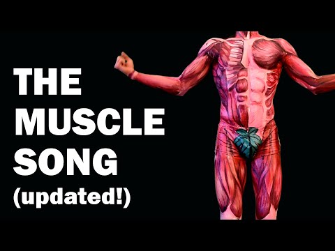 THE MUSCLES SONG (Learn in 3 Minutes!) - UPDATED!