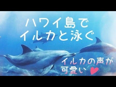 【ハワイ島でイルカと泳ぐ♡】可愛いイルカの鳴く声が聞こえます♪イルカたちと泳ぐと人生観が変わります♡人生で最高の瞬間でした！！神聖なハワイ島のエネルギーもお楽しみください♪