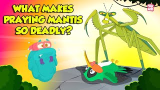 Praying Mantis - Deadliest Insect Ever | Kung Fu Mantis | Insects That Camouflage | Dr. Binocs Show