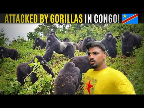 DRC: Gorilla Trek Gone Wrong! 🇨🇩