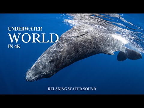 Underwater World in 4K Ultra HD - With Claming & Relaxing Water Sound