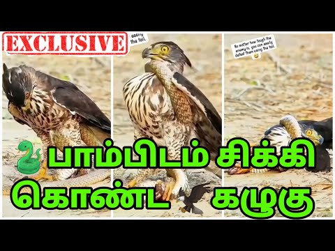 💥🐍பாம்பிடம் சிக்கி கொண்ட🦅கழுகு | Snake Eating Eagle⁉️😱 #snake #eagle #fight #animals