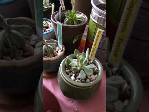 "So many indoor succulents"-  Testimonial  by MCG customer