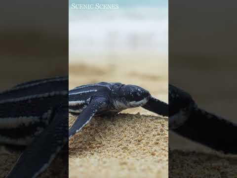 Baby Turtle Put His Flipper On His Sibling! #shorts #cute