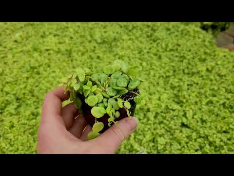 STRING of TURTLES - How to Care for Peperomia prostrata | MCG in the Greenhouse