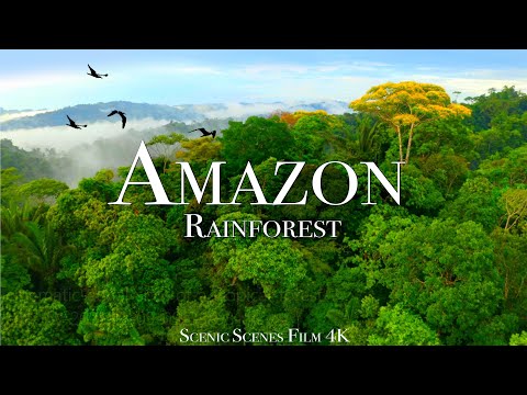 Amazon 4k - Part 3 | The World’s Largest Tropical Rainforest |Jungle Sounds | Scenic Relaxation Film