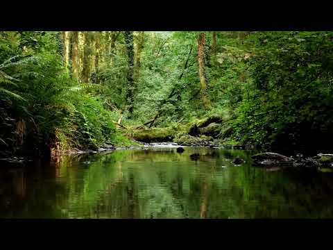 NIGHTINGALE BIRDSONG AND THE SOOTHING SOUND OF THE STREAM, RELAXING SOUNDS OF NATURE