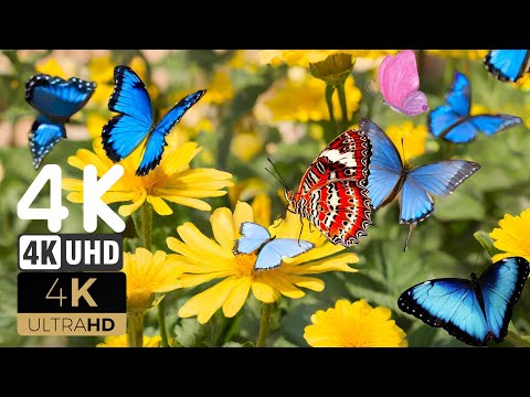 The Most Beautiful and Colorful Butterflies In 4K I Nature Sound I Screensaver I Ultra HD Video