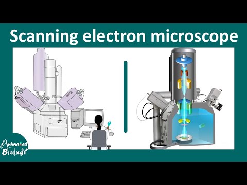 Scanning Electron Microscopy (SEM) | Working Principles and application of SEM in biology