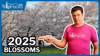 Washington DC 2025 Cherry Blossom Season 🌸Important Info!