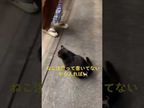 この黒猫、どんな気持ち?     コメント欄にお願いします！