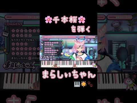 千本桜を弾いてみたらコメント欄がお花見になりました🌸【まらしぃちゃん🎹🌟🐾】