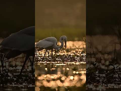 flashing in megical lake #nikon #indian #nature #beautiful #birds #nikonz9