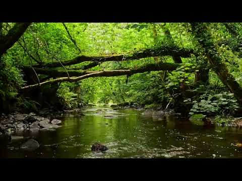 GREEN FOREST SOUNDS, BABBLING STREAM, AND RELAXING BIRDSONG, SOUNDS OF NATURE