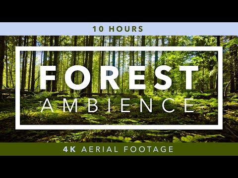 Relaxing Forest Sounds — 10 Hours of 4K UHD Aerial Nature