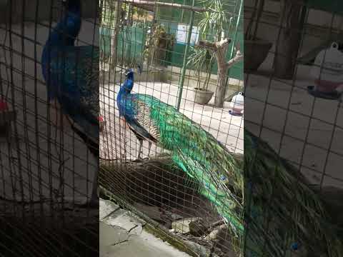 Peacock in Paradise ang cute #yt #shortvideo #ytshorts #ytshortsvideo