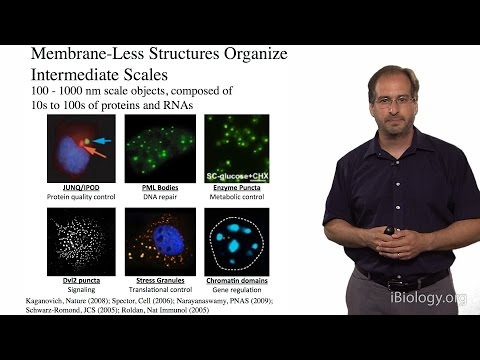 Michael Rosen (UT Southwestern / HHMI): Cell Organization on Micron Length Scales