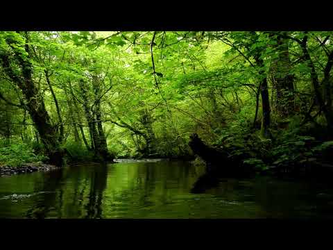 NATURE SOUNDS OF FOREST RIVER AND GENTLE BIRDSONG