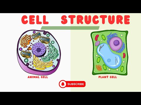 cell structure|| Biology lesson 2 ||   well explained