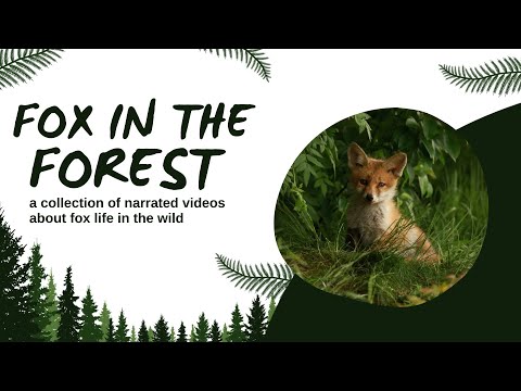 Life Of Fox 🦊 In The Wildlife In HDR (4K) I Interesting Facts On Foxes I Relaxing Music, Animal Fact