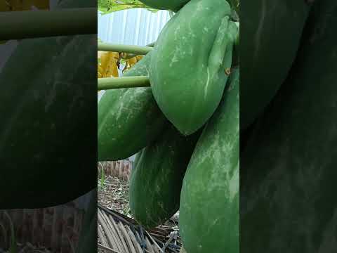 HITIK SA BUNGA ANG PAPAYA #yt #shortvideo #ytshorts #youtubeshorts