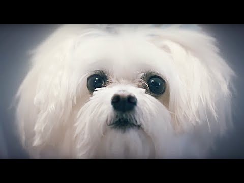 Who's The Cutest Puppy?  || FUTURE BOYFRIENDS