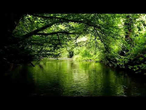 RELAXING FOREST SOUNDS OF STREAM AND GENTLE BIRDSONG