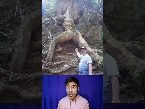 Amazing tree || Respect 🌲🤯💯 (part 6)