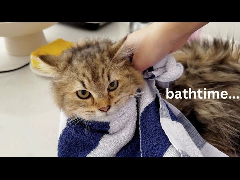 Kitten's first bath time 🛀🫧