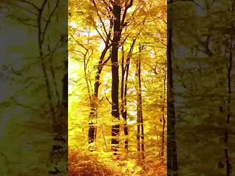 Relax in Autumn #autumn #fallfoliage #celtic #celticmusic #timjanis