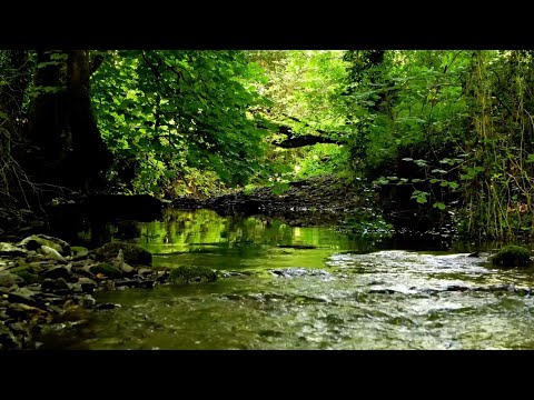 RELAXING BIRDSONG BY THE FOREST CREEK, NIGHTINGALE WITH BLACKBIRD IN THE BACKGROUND, NATURAL