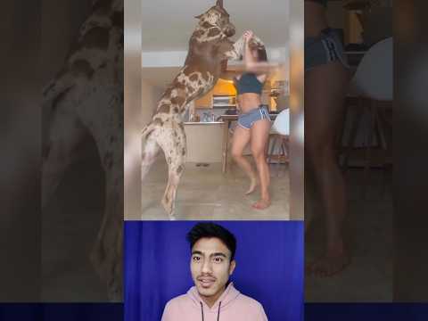 Amazing dog || Respect 🐶😨 (part 9)