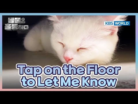 Is My Deaf Cat Santa Happy?🙄 [Animals Are Incredible : EP.11-3] | KBS WORLD TV 250312