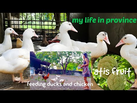 PICKING SUGAR APPLE & FEEDING DUCKS, | YANNI PRETTY