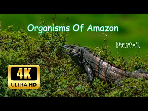 Amazon Wildlife: A Natural Wonder I Ultra HD I Relaxing Music