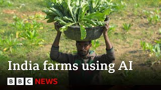 Artificial intelligence comes to farming in India | BBC News