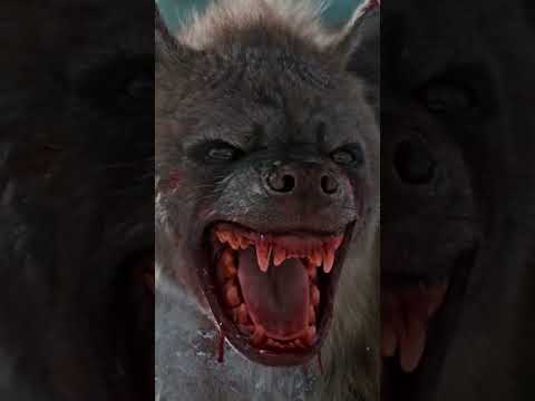 Hyenas have a Special Ability விலங்குகள் இனத்தில் ஒரு புல்லிங்கோ.. #hyena