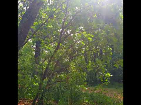 🌲A Mysterious Forest Walk 🌲Into The Woods🌲Healing Frequency Fresh Positive Morning to Begin Your Day