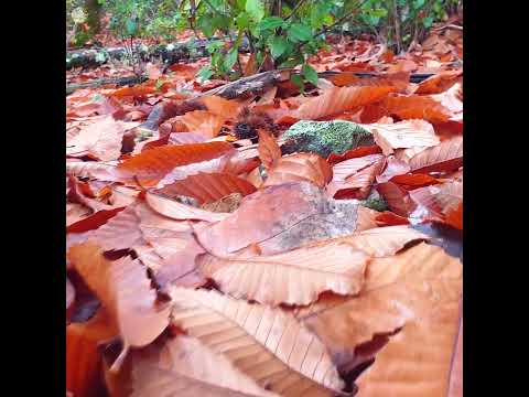 🍂 Autumn Therapy 🍂 🍄 🍂 Fall Leaves | Healing Frequency Autumn Forest 🍂🌰 Fall Foliage