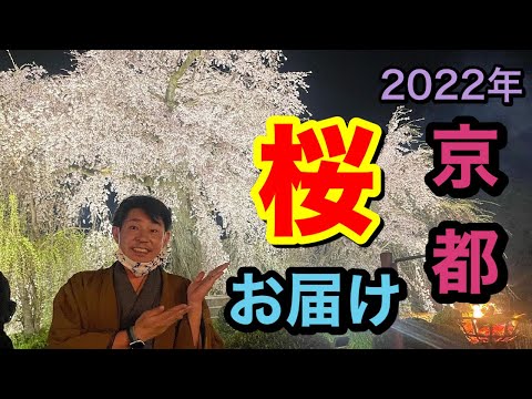 〖着物旅〗桜満開の円山公園を中心とした京都を歩く