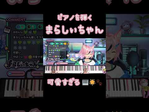 ピアノを弾くまらしぃちゃんが可愛すぎる🎹🌟🐾