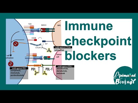 Immune checkpoint blockers | How checkpoint blockers work?  cancer therapy